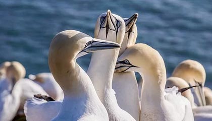 爱游戏数字体验-LCK赛事与传统体育跨界合作，lck联赛百度百科